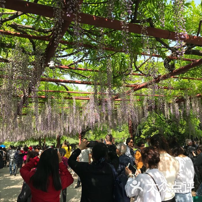 嘉定紫藤园