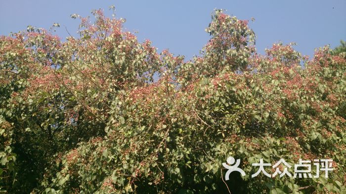 呼和浩特植物园图片 - 第7张