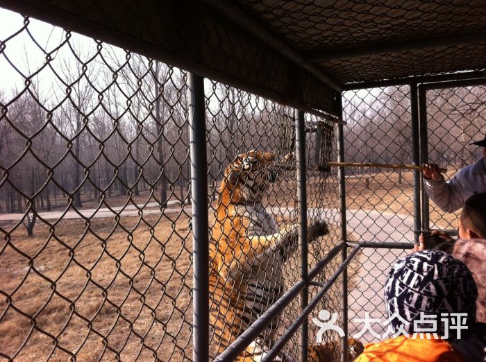北京野生动物园-老虎吃食图片-北京景点