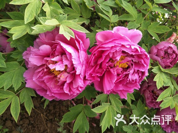 曹州牡丹园图片 - 第6张