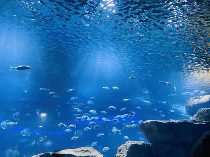 三峡海洋世界-"海洋动物和生物还是比较多,有3层楼, 2