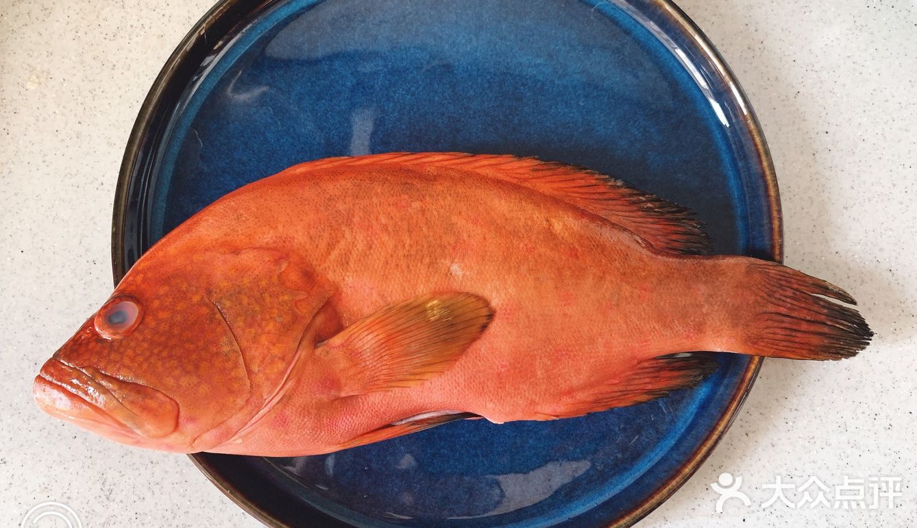 红瓜子斑鱼属于鲈鱼科肉质鲜嫩色泽也好