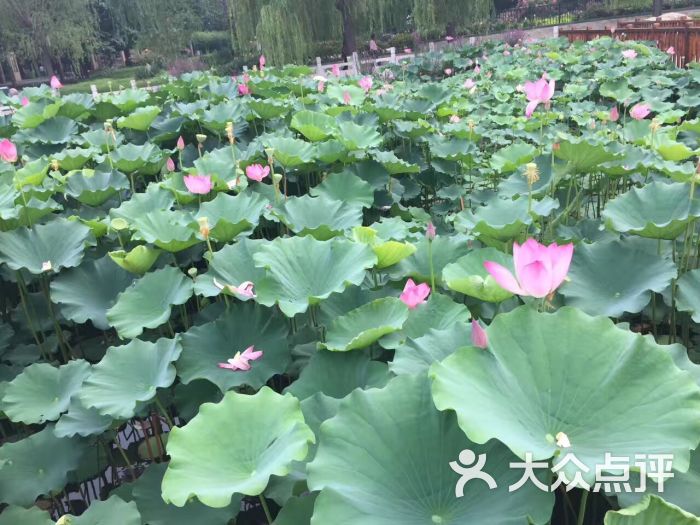 莲花池公园图片 - 第87张