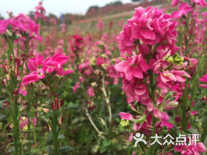 杨梅小镇-图片-双流区周边游