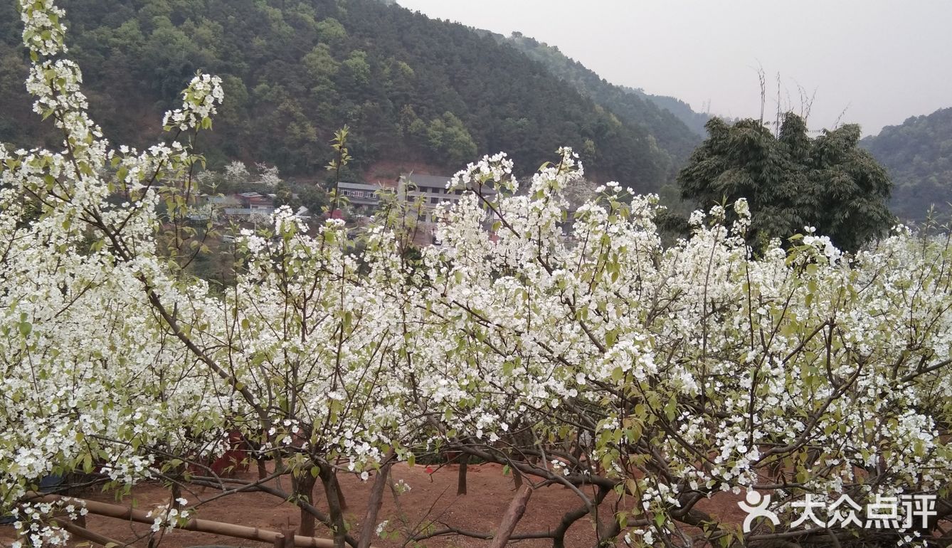上周末,趁着好天气和伙伴自驾梨花溪