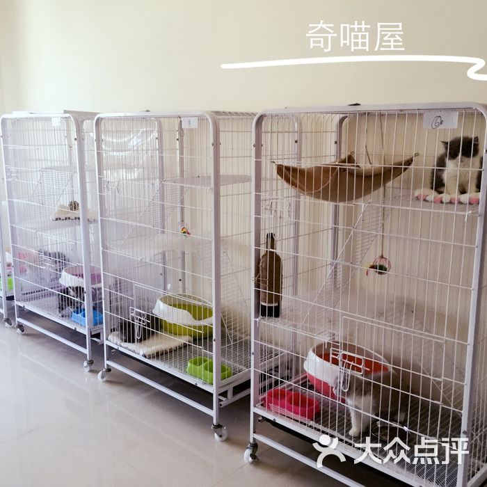 奇喵屋猫舍图片-北京宠物店-大众点评网