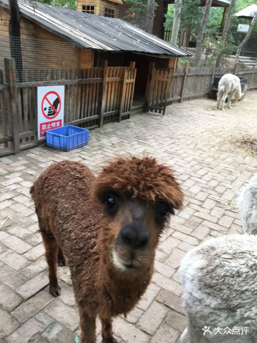 青藏高原野生动物园-图片-西宁周边游-大众点评网