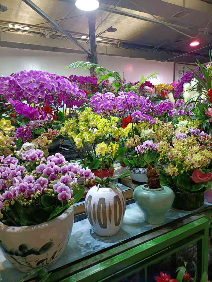 朝来春花卉市场-"来广营的这家花卉市场总体来说还不错,是附.