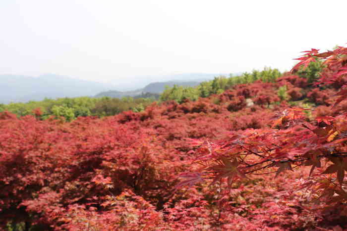 巴南区安澜镇松木嘴-"从巴南龙洲湾开车到松木嘴红枫.