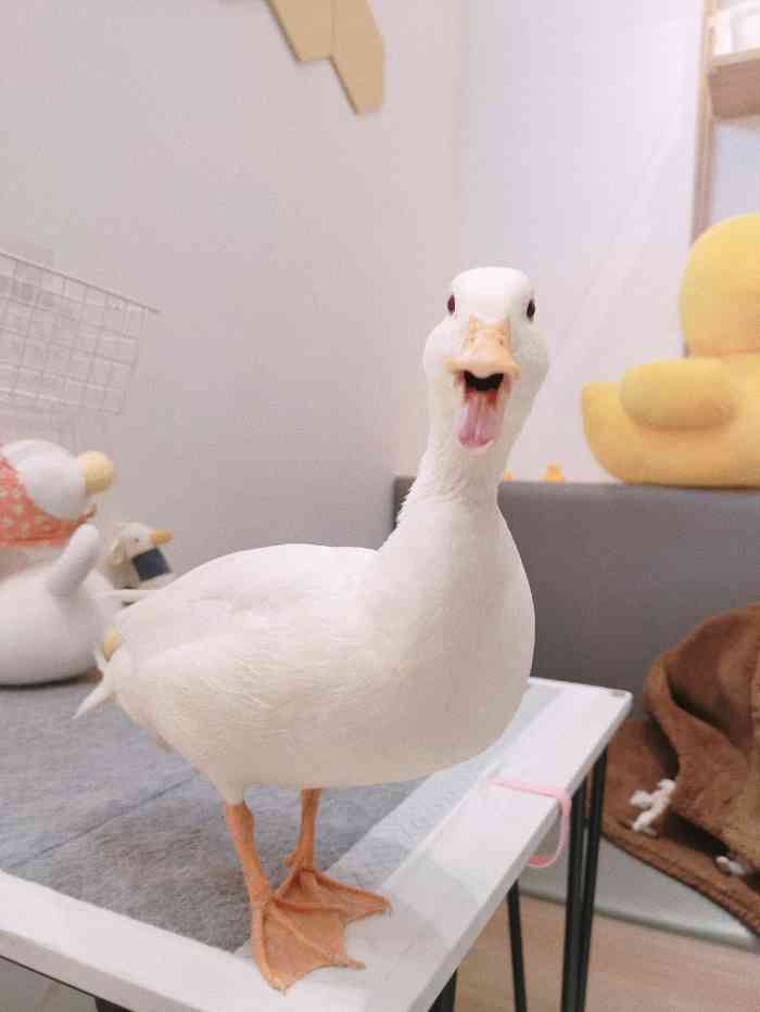 顽鸭·柯尔鸭主题饮品店-