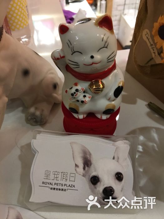 皇宠假日酒店式宠物寄养-图片-北京宠物