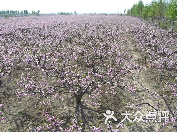 万亩桃园采摘园-图片-德州休闲娱乐-大众点评网