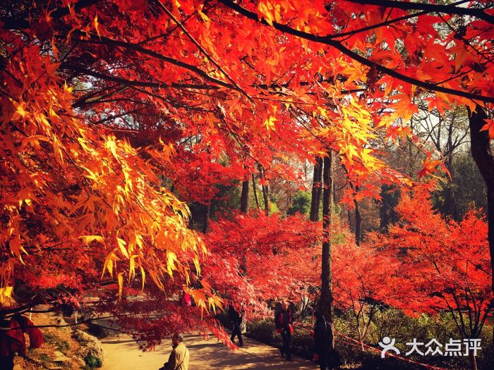 栖霞山风景区图片