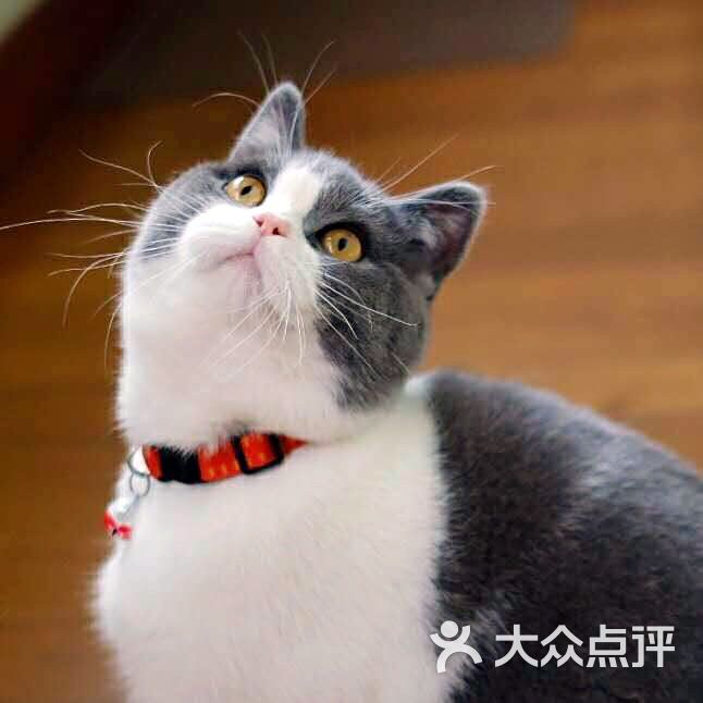 柒柒名猫馆·猫舍(浦东店)图片 - 第23张