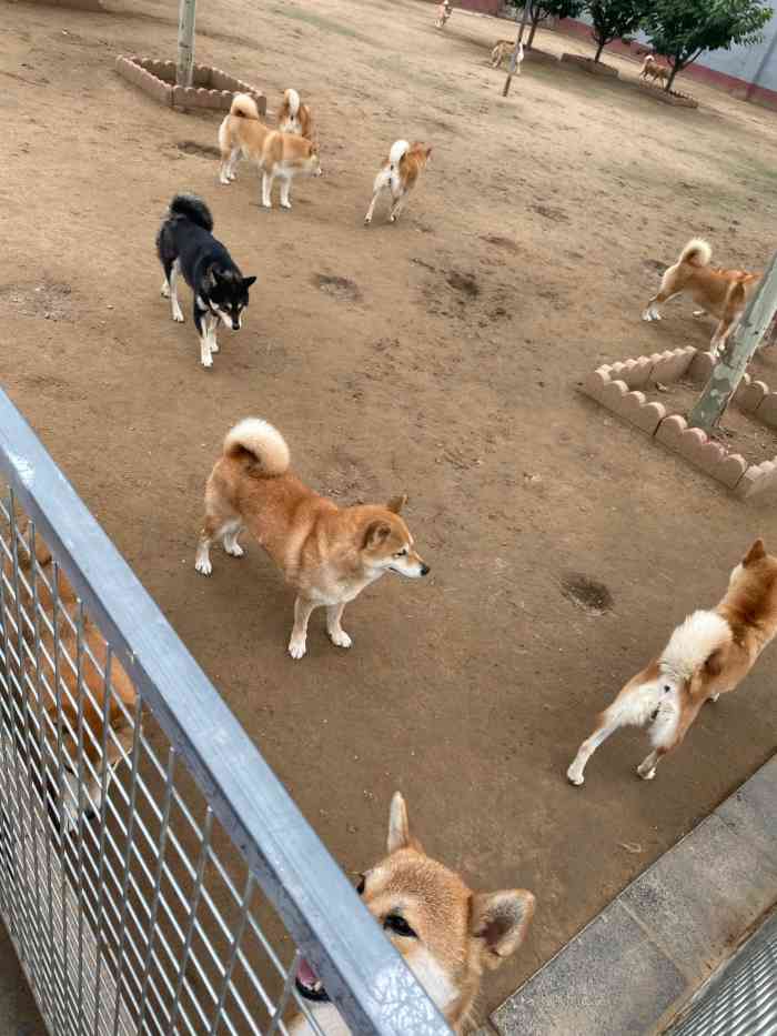 阳光柴犬舍-"【项目】乐园 | 寄养 | 宠物售卖 2."