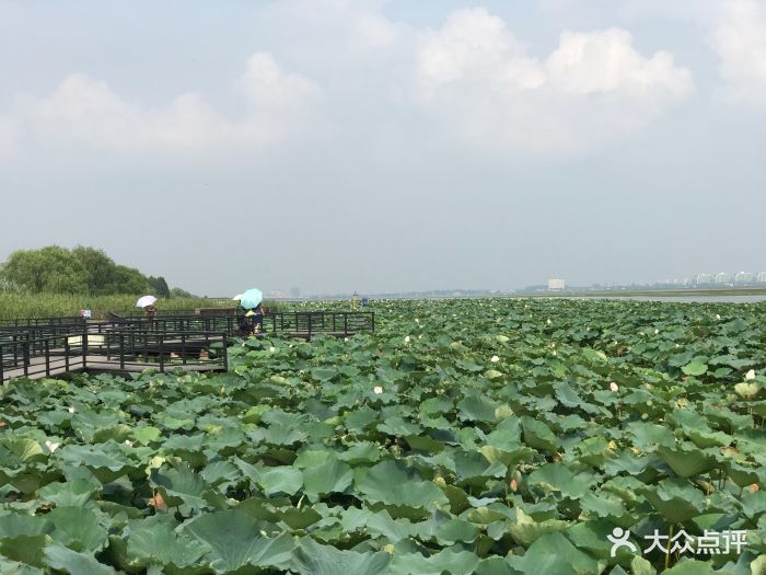 莲花岛景区图片 - 第8张