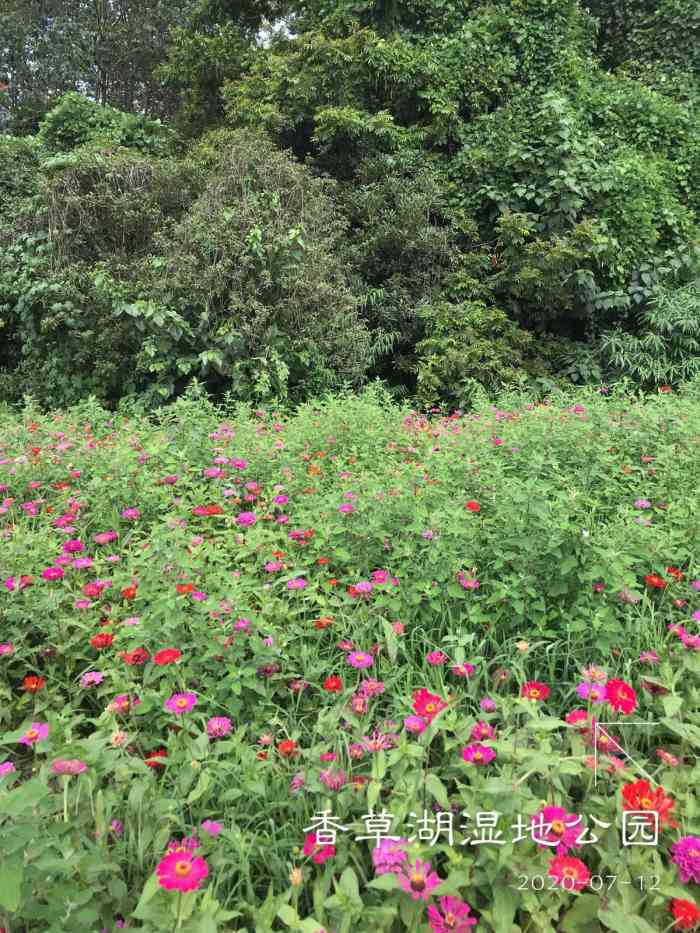 香草湖湿地公园-"上周末去的,这个在青杠树里面,一定.