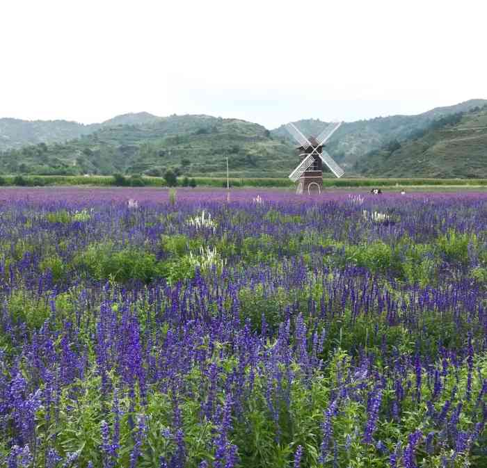 香约薰衣草庄园-"去庞泉沟路上远远的看到有薰衣草 在