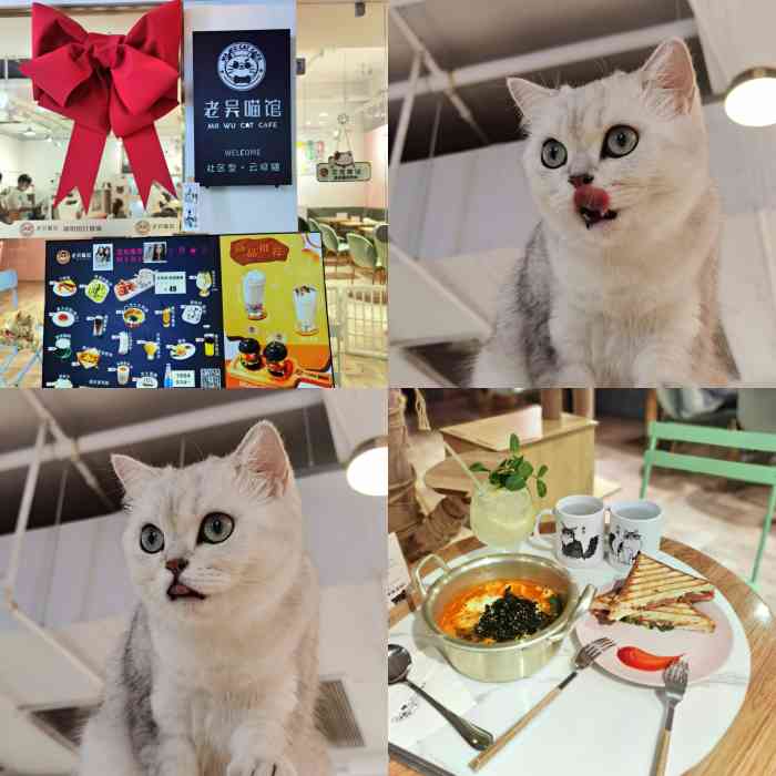 老吴喵馆·猫咪主题猫咖啡厅(建文店)