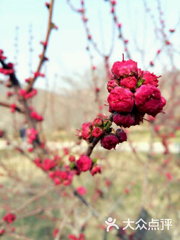 龙王塘浪漫樱花园-图片-大连周边游