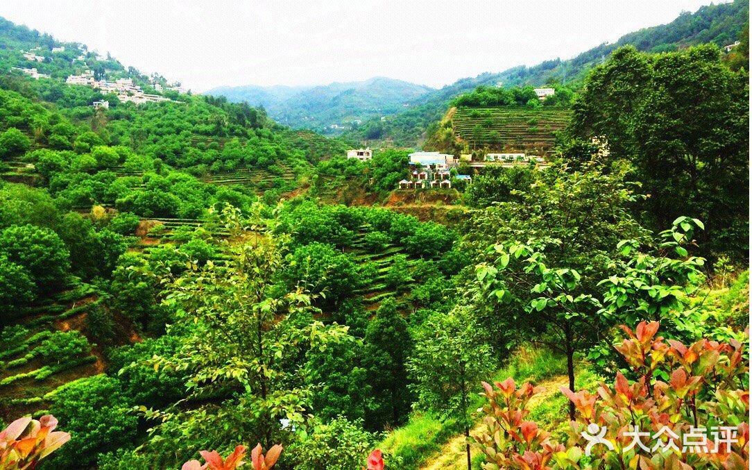 广东江门鹤山市的古劳茶山是一个休闲旅游的好去处