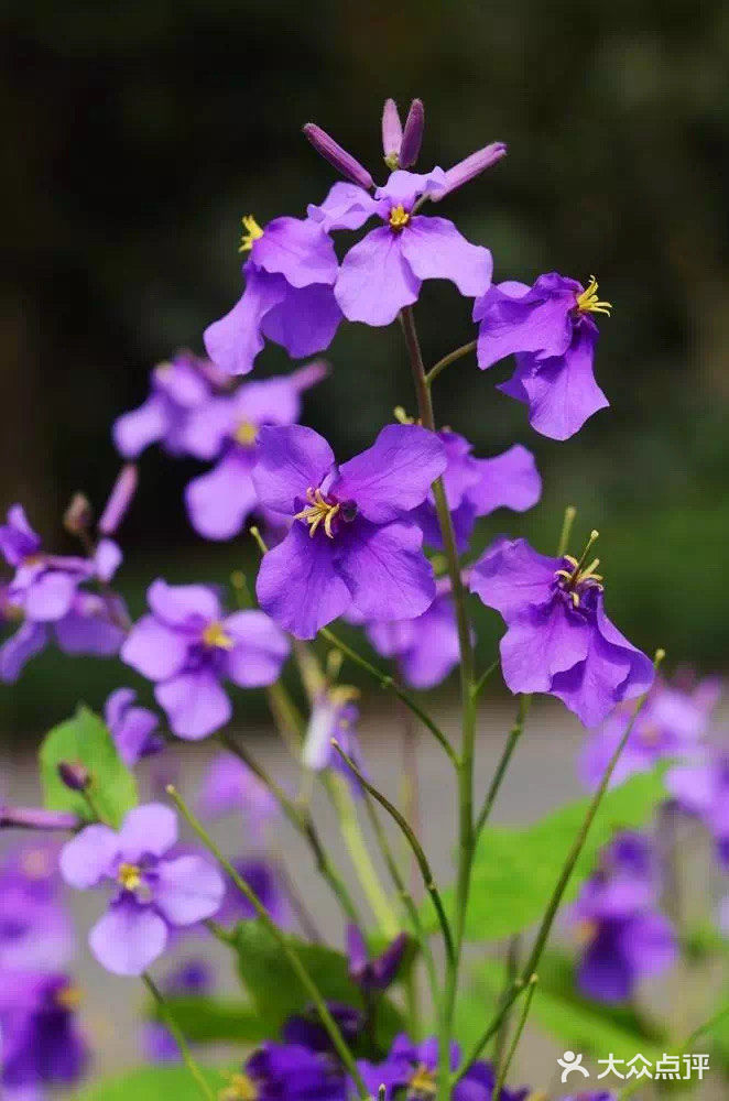 二月蓝二月开出蓝紫色花的植物