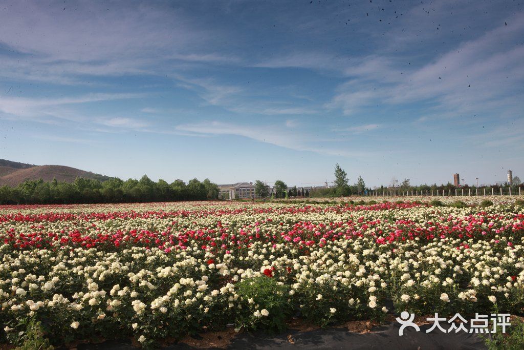 嵖岈山温泉度假酒店-玫瑰园图片-遂平县景点