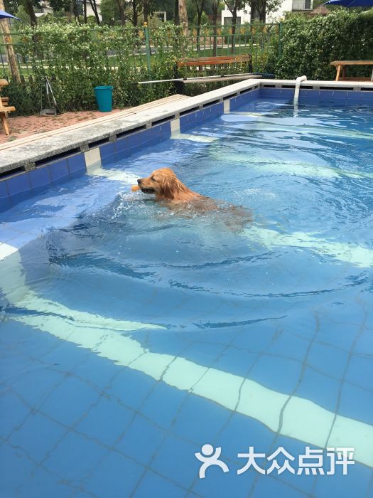 兰多湾宠物度假中心(东丽湖泳池乐园店)-图片-