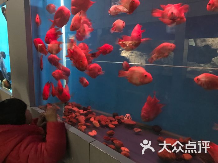 徐州水族展览馆图片 第75张