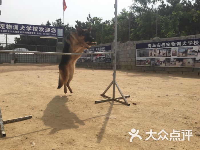 青岛实权宠物训犬学校上传的图片