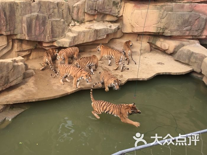 无锡动物园·太湖欢乐园老虎图片 - 第1张