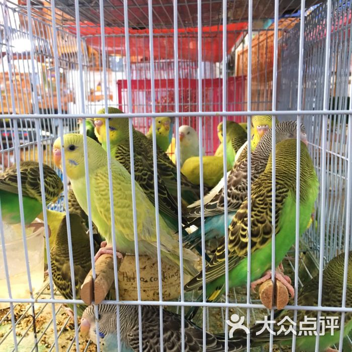 万商花鸟市场(西藏南路店)图片 - 第11张