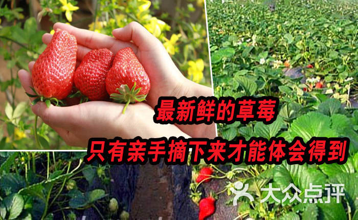 田乐乐草莓采摘园未标题-1图片 - 第26张
