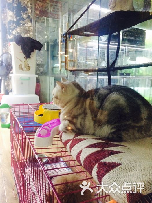 叠翠城青石桥花鸟交易市场-图片-成都宠物-大众点评网