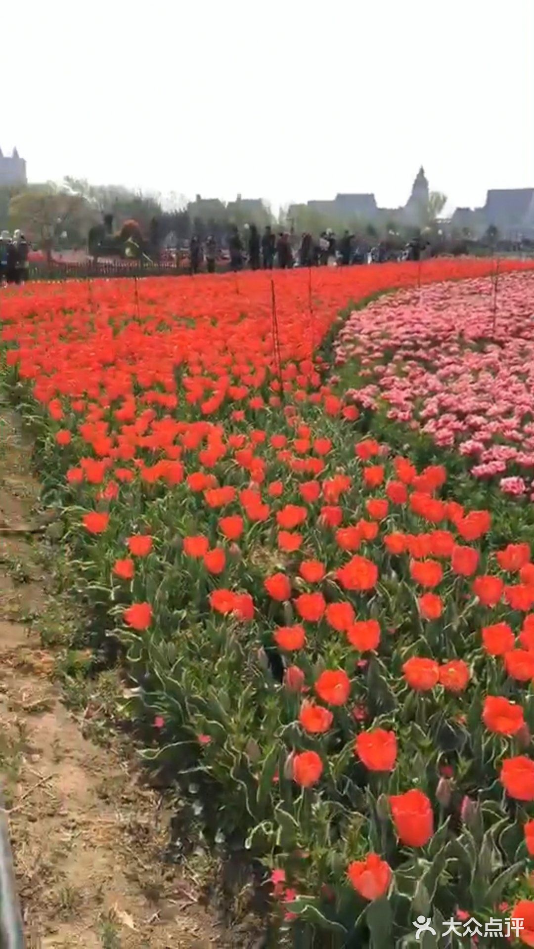 疫情稍稍缓解,大丰荷兰花海景区不遗余力