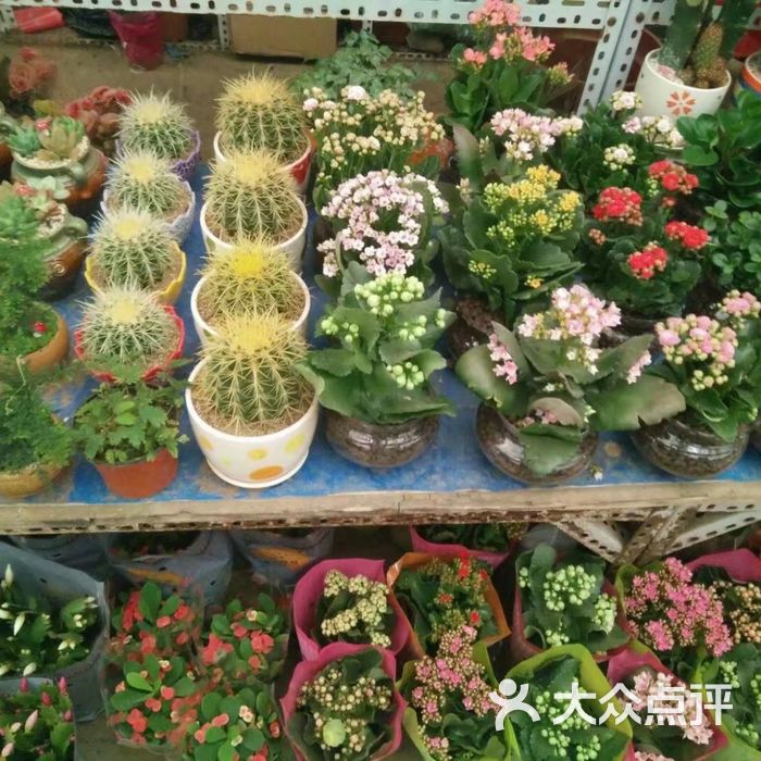 八里桥花卉市场