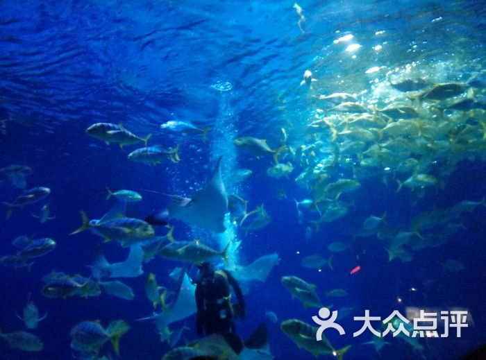 郑州海洋馆图片 第84张