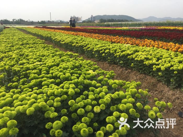 中山食出开心农场图片 - 第1张