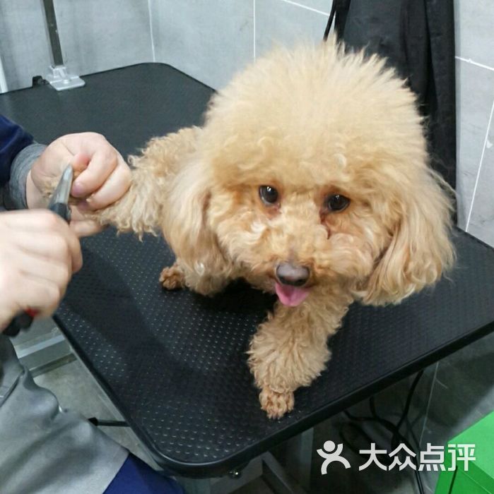 剪毛前