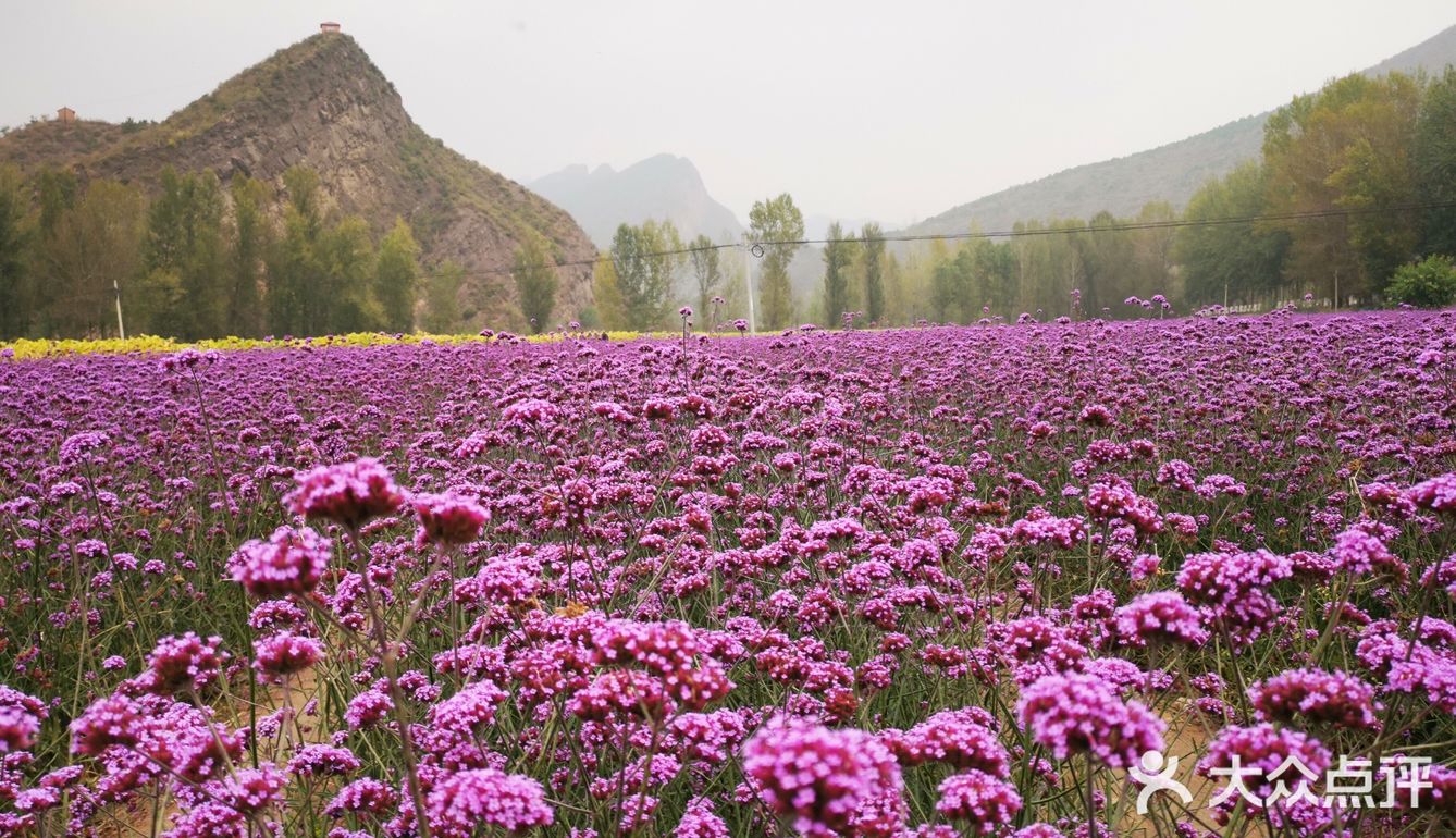 若待上林花似锦出门俱是看花人四季花海