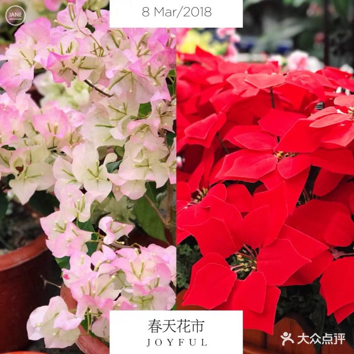 春天花乐园图片 - 第5张
