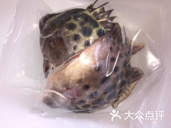 1条招财猫,2条金鼓鱼,4条地图,6条鹦鹉,这样养