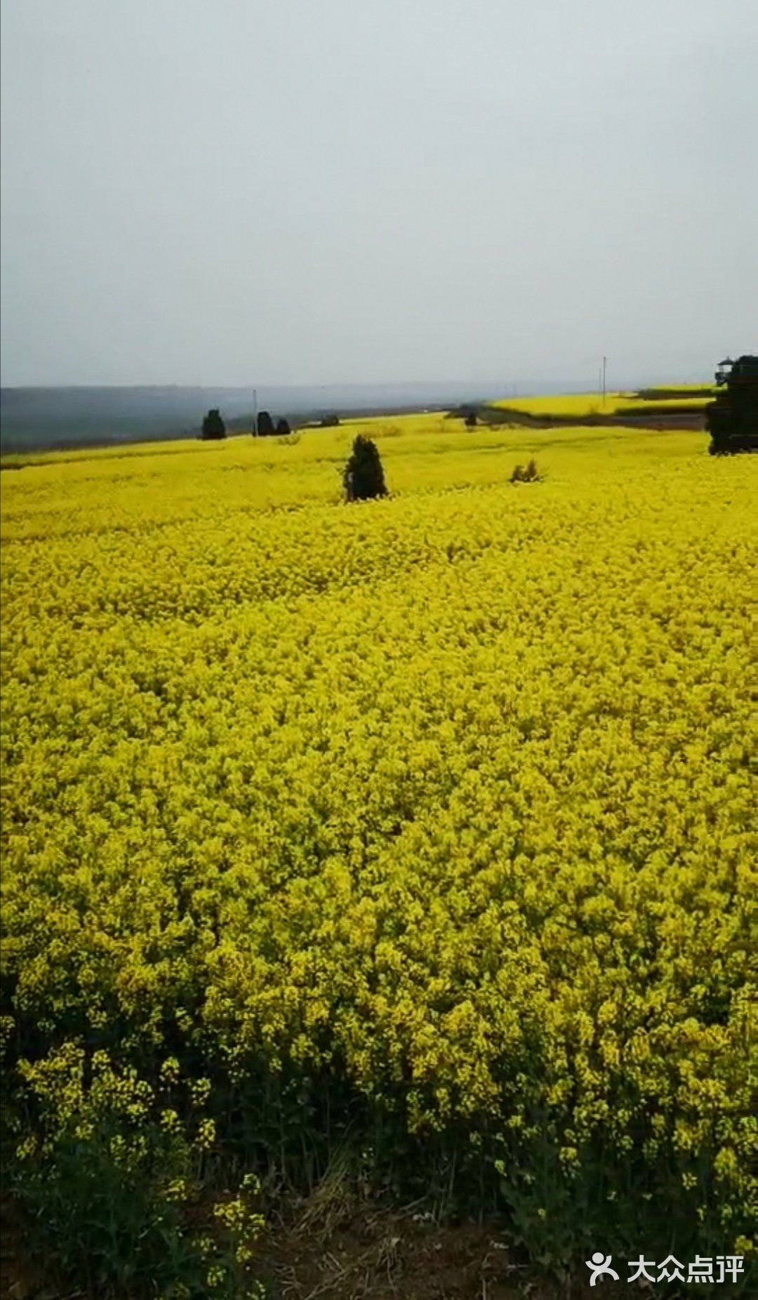 油菜花海