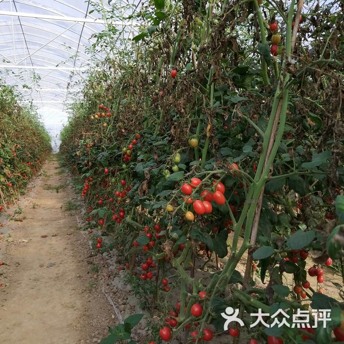 宝山湖生态农业园图片-北京采摘/农家乐-大众点评网