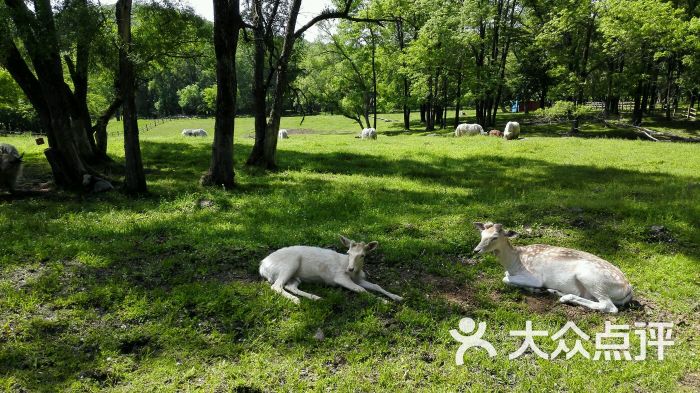 森工平山神鹿旅游区图片 - 第20张