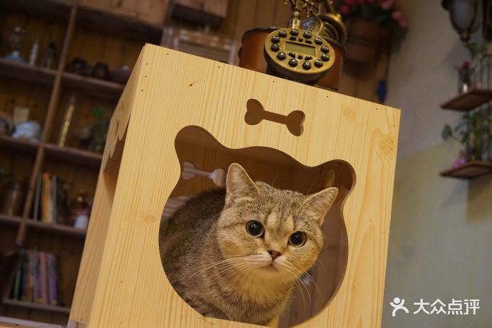 猫色猫咖啡·猫咪咖啡小酒吧图片 - 第60张