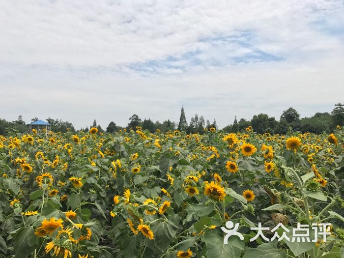 花田喜事向日葵基地-图片-温江区周边游-大众点评网