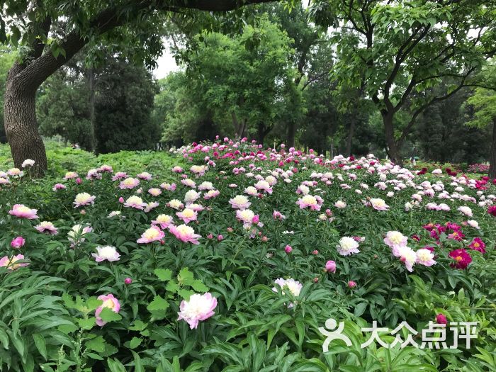 水上公园牡丹园图片 - 第2张