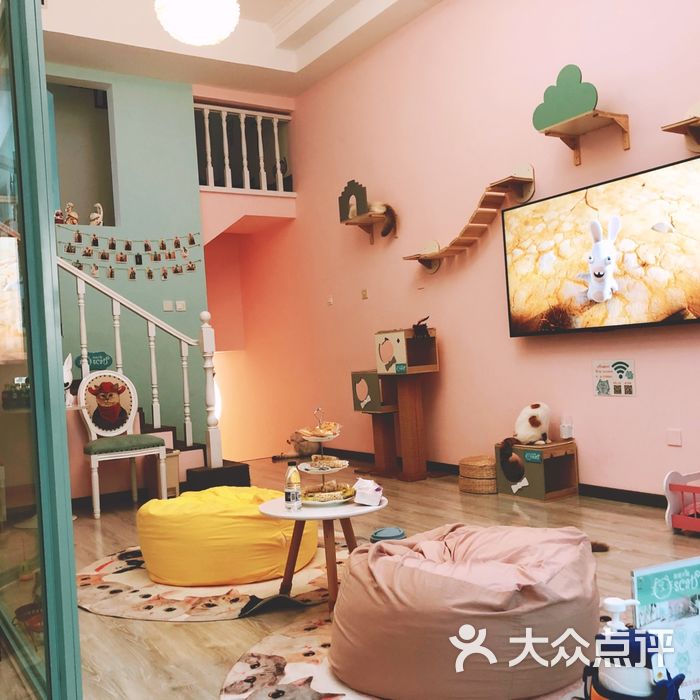 oscat奥斯卡猫会所 猫舍洗澡美容寄养图片-北京宠物店