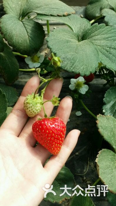 甜心草莓采摘园-图片-天津景点
